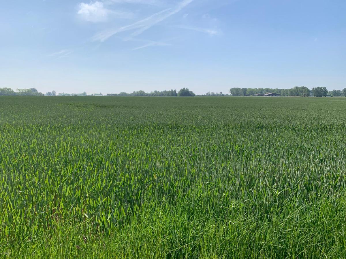 De Scheure, Charmant Vakantiehuisje Midden In De Natuur Alveringem エクステリア 写真
